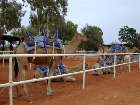 Camel's at Ayres Rock
